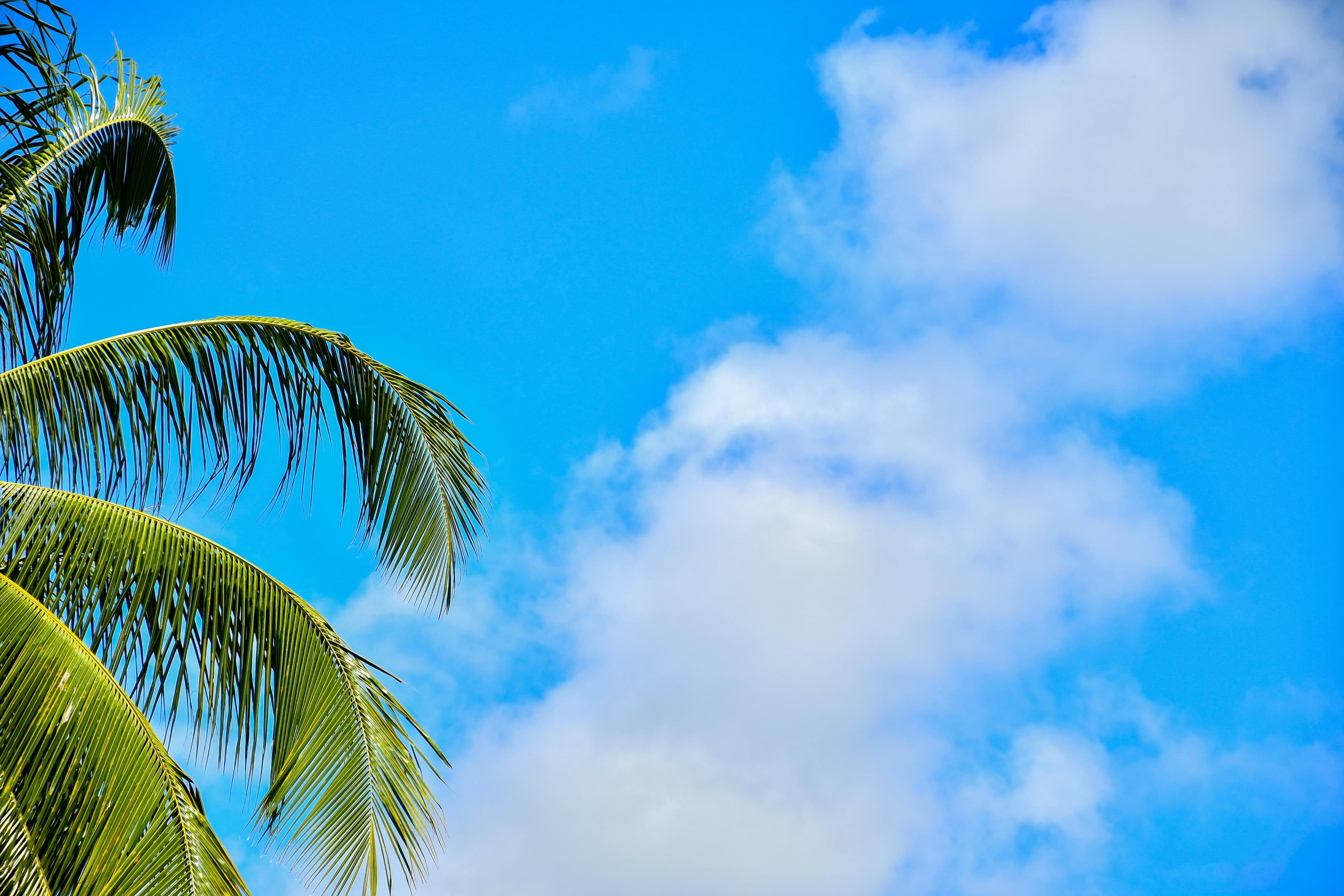 Comment les startups guadeloupéennes adoptent l'IA pour se différencier